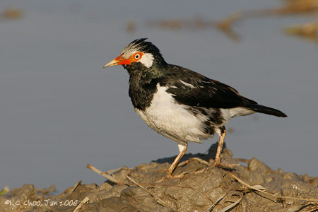 Pied Starling