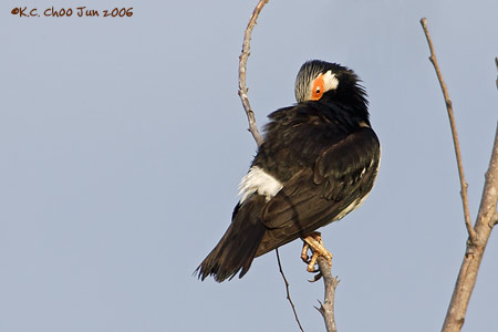 Pied Starling