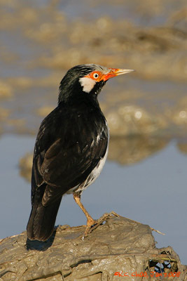 Pied Starling