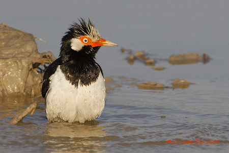 Pied Starling