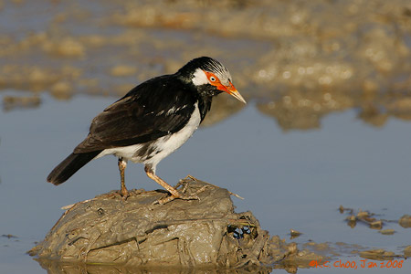 Pied Starling