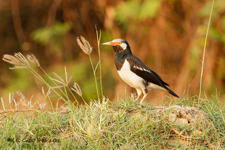 Pied Starling