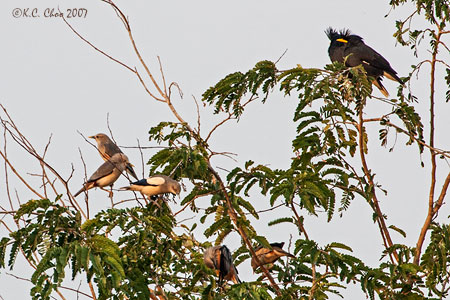 Purple-backed Starling