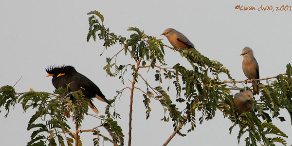Purple-backed Starling