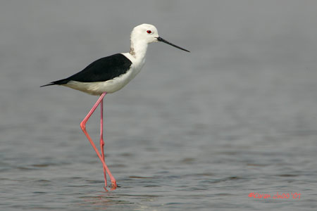 Black-winged Stilt