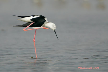Black-winged Stilt