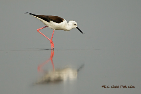Black-winged Stilt