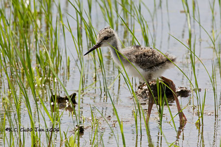 Black-winged Stilt