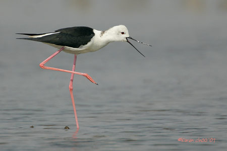 Black-winged Stilt