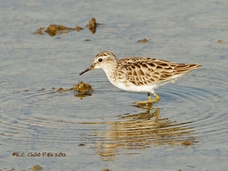 Long-toed Stint