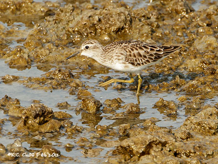 Long-toed Stint