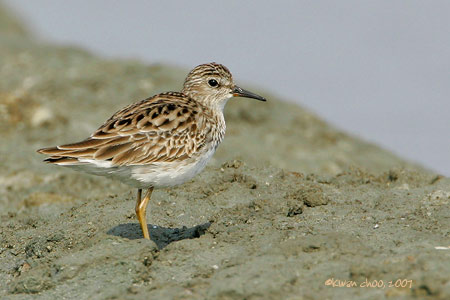 Red-necked Stint