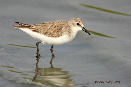 Red-necked Stint