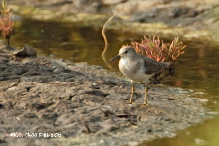 Temmincks Stint