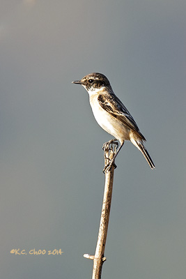Common Stonechat