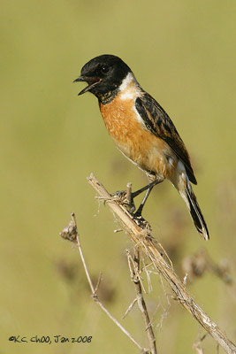 Siberian Stonechat