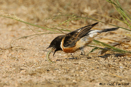 Siberian Stonechat