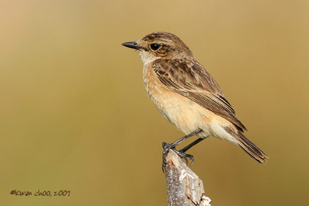 Siberian Stonechat