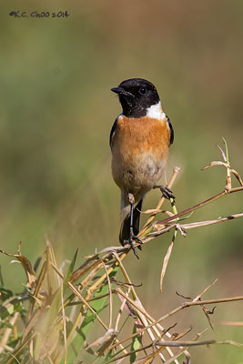 Siberian Stonechat