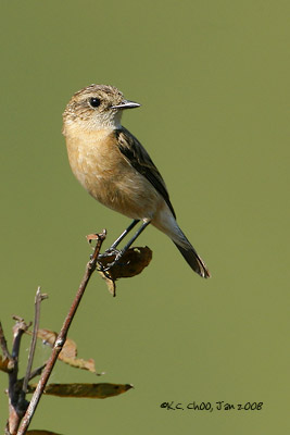 Siberian Stonechat