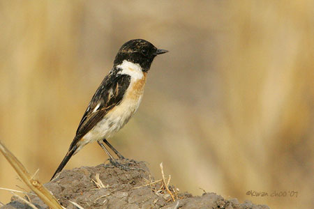 Siberian Stonechat