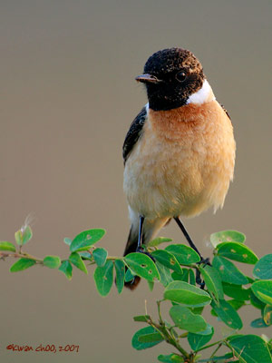 Siberian Stonechat