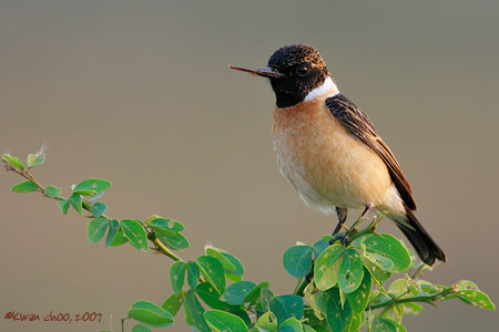 Siberian Stonechat