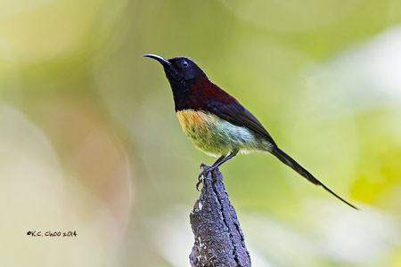 Black-throated Sunbird