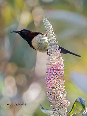 Black-throated Sunbird