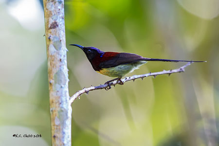Black-throated Sunbird