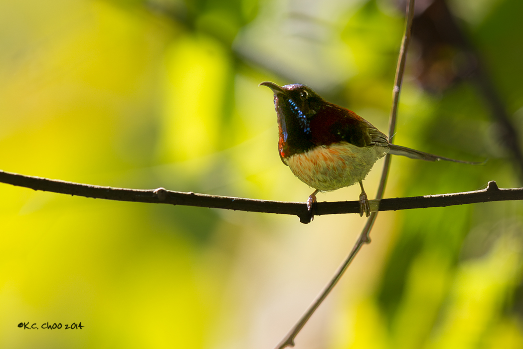 Black-throated Sunbird