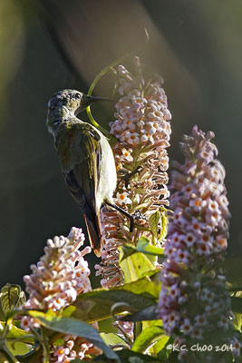 Fire-tailed Sunbird