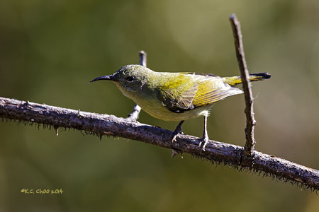 Green-tailed Sunbird