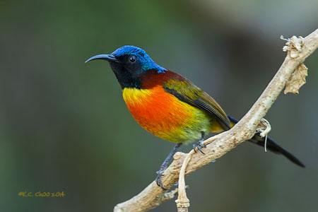 Green-tailed Sunbird