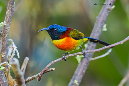 Green-tailed Sunbird