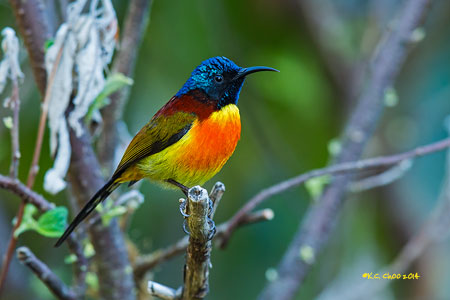 Green-tailed Sunbird