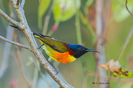 Green-tailed Sunbird