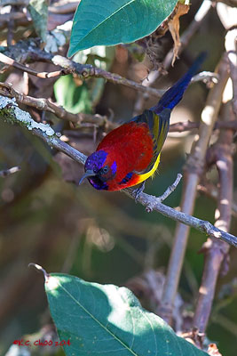 Mrs Goulds Sunbird