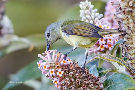 Mrs Goulds Sunbird