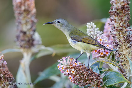 Mrs Goulds Sunbird