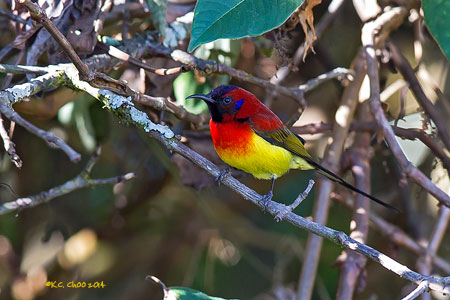 Mrs Goulds Sunbird