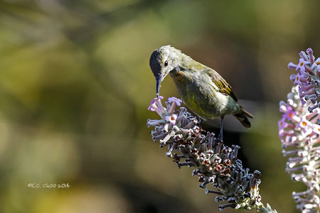 Mrs Goulds Sunbird