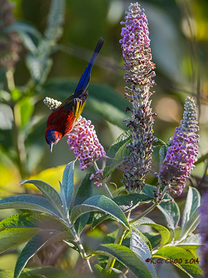 Mrs Goulds Sunbird