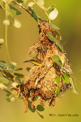Olive-backed Sunbird