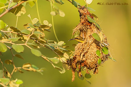Olive-backed Sunbird
