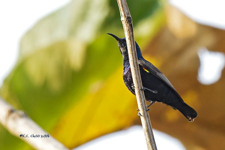 Purple Sunbird