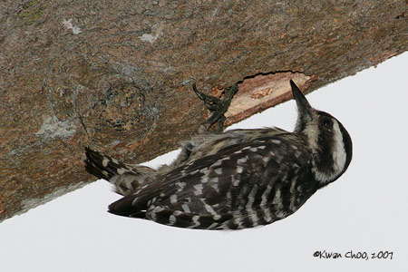Sunda Pygmy Woodpecker