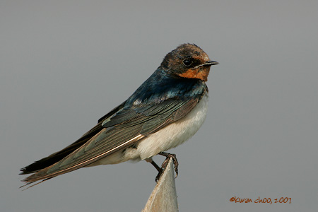 Pacific Swallow