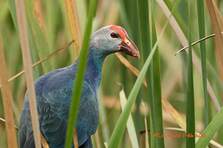 Purple Swamphen