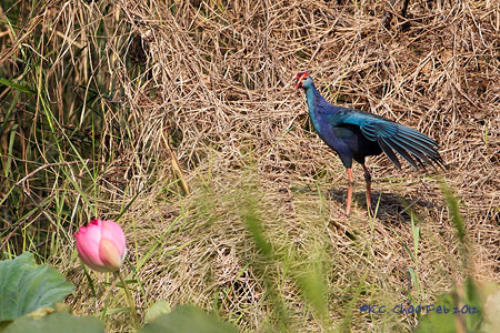 Purple Swamphen